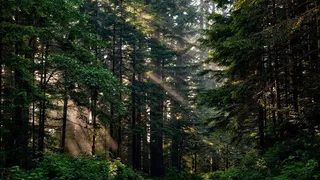 Минприроды просит рязанцев не посещать леса Клепиковского района