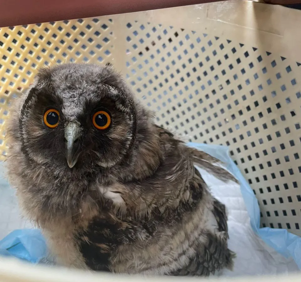 Челябинские полицейские спасли совенка от незаконной продажи