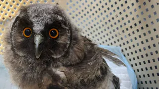 Челябинские полицейские спасли совенка от незаконной продажи