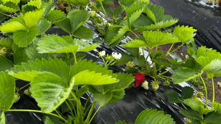 Молодой фермер из Коми превратил грант в успешную клубничную плантацию