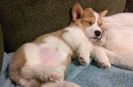 Жительнице Коми продали виртуальную собаку