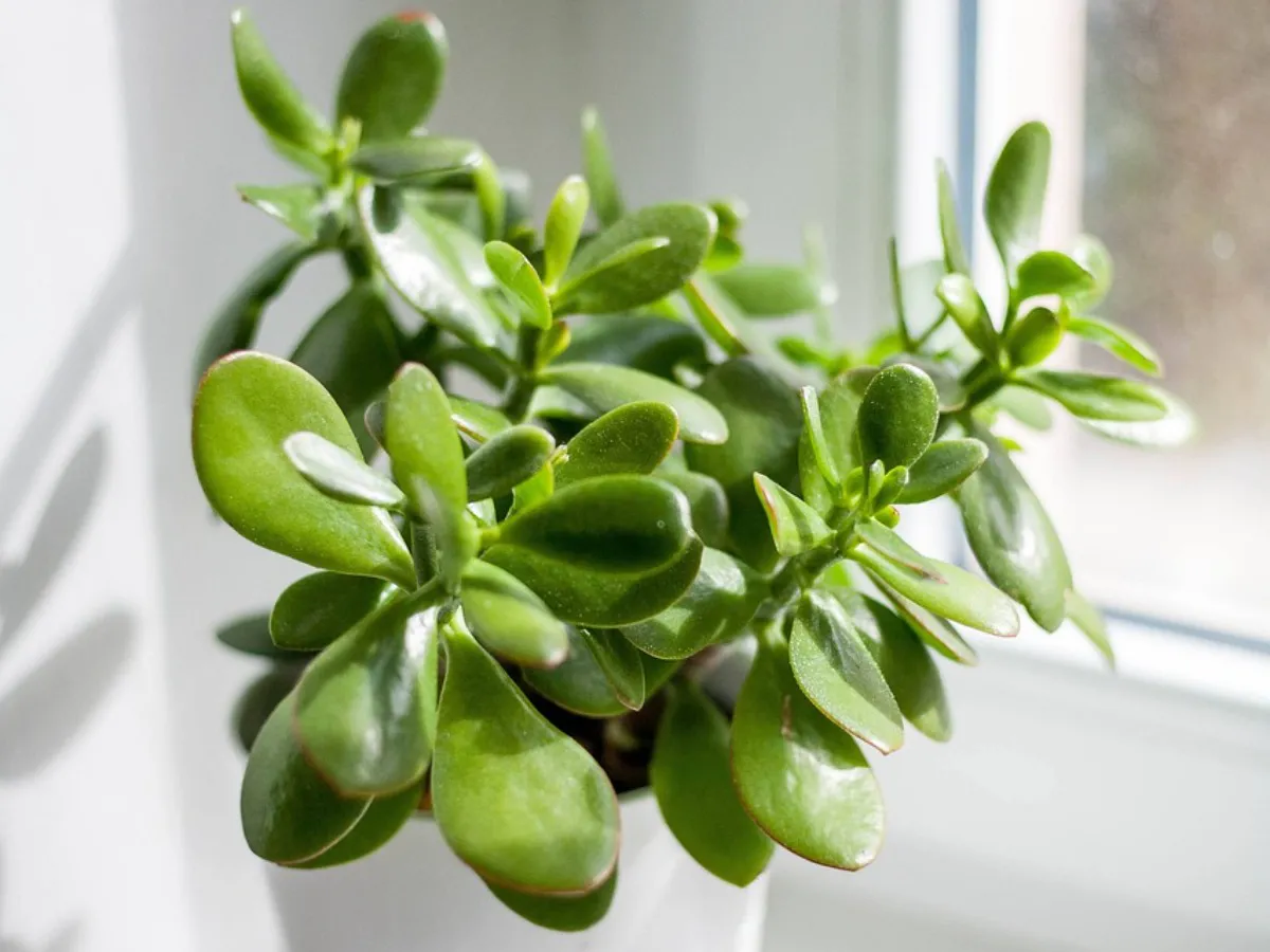 4 капли под корень, и замиокулькас вырастет пышнее баобаба: простой рецепт оживления растения