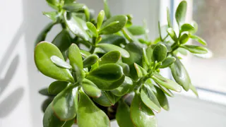 4 капли под корень, и замиокулькас вырастет пышнее баобаба: простой рецепт оживления растения