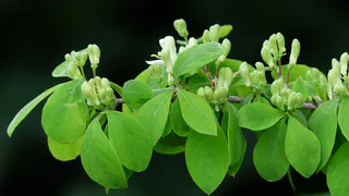 Чтобы жимолость не сбросила ягоды: растворяем 1 ложку в воде и повышаем в 2 раза урожай