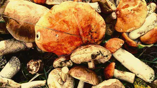 Instagram рязанцев: кот-сомелье, грибочки, сочное мясо