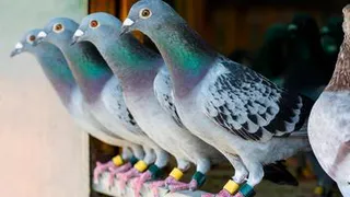 Как пенсионеры с радостью гоняют голубей