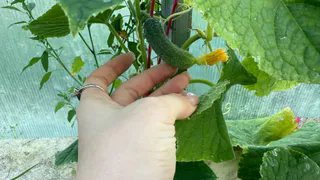 Армянская бабушка научила поливать огурцы кефиром: теперь собираю урожай до ноября