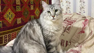 Вот о чем кошка говорит с вами целыми днями, а вы не понимаете: зоопсихологи расшифровали кошачий язык