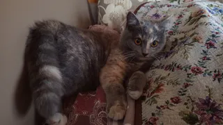 Почему кошки никогда не станут похожи на нас: 5 неожиданных отличий, о которых владельцы даже не догадываются — пятое объясняет всё их поведение