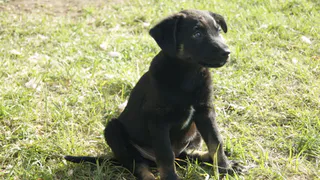 «Бездомыши НК»: поможем братьям нашим меньшим.