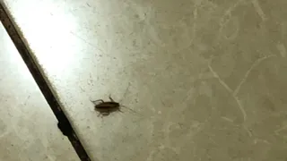 Усатый официант: на фудкорте рязанского ТРЦ засняли таракана