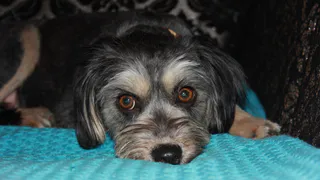 Дай лапку: Чапа, Лека и Ряженка ищут хозяев