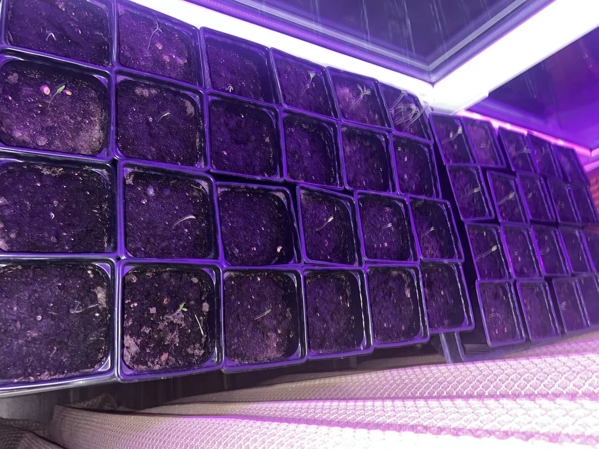 1 ложка на 1 литр — и рассада будет крепче баобаба: мощная и коренастая, поделился эксперт