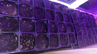 1 ложка на 1 литр — и рассада будет крепче баобаба: мощная и коренастая, поделился эксперт