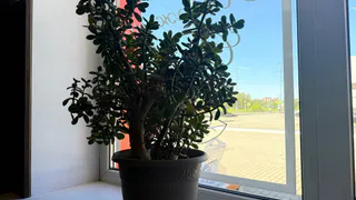 2 пшика на лист - и даже дохлые растения оживут: ни вредителей, ни болезней: это настоящее спасение