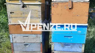 Трем пчеловодам из Бессоновского района выплатят компенсацию в размере 4,5 млн рублей