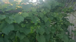 Не виноград: обовьёт забор и беседку за месяц, ещё и подарит множество сочных плодов: будете есть их до поздней осени