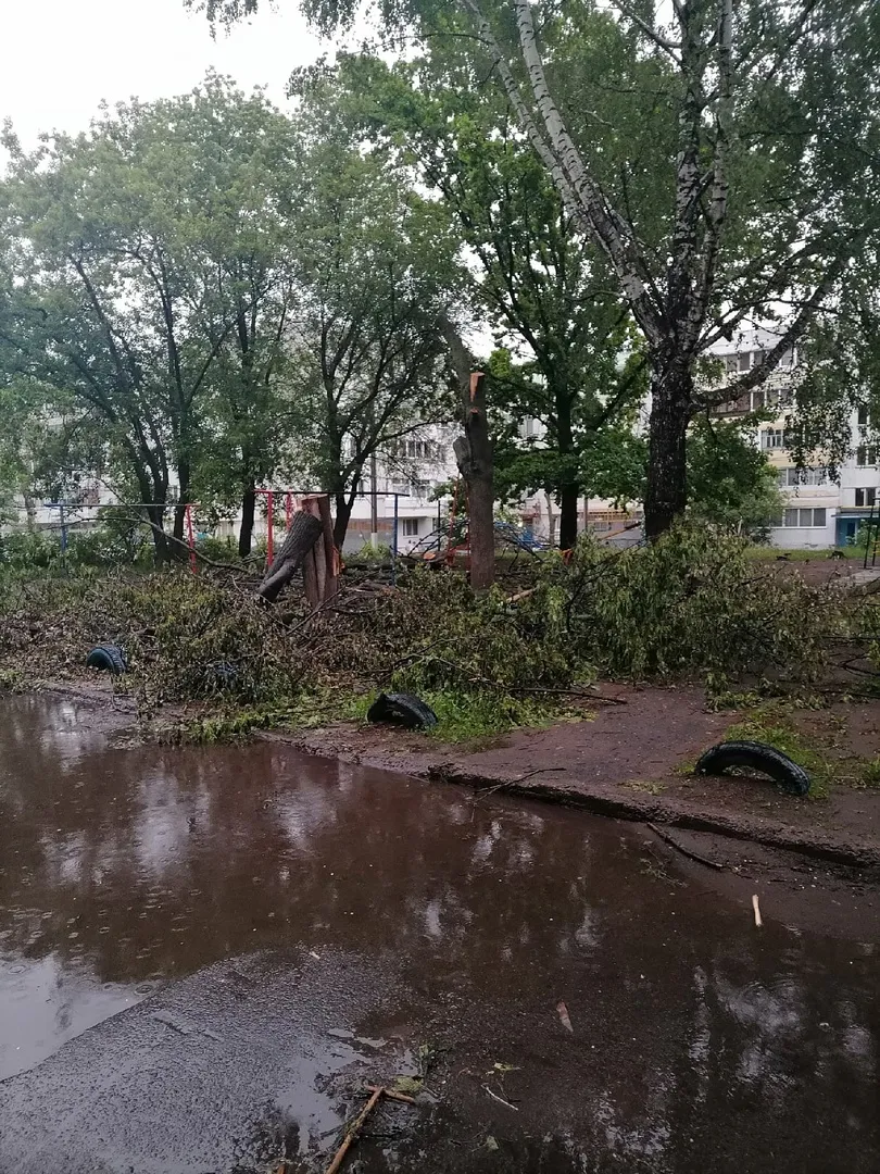 Деревья спилили и бросили, свет не горит, трава не кошена