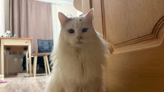 16 вещей, которые должны быть у каждой кошки. Всем владельцам на заметку