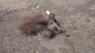 Неподалеку от школы №51 в Рязани растерзали кота