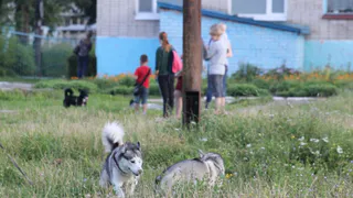Дешево и эффективно: рязанец попросил мэрию установить в парках урны для собачьих экскрементов
