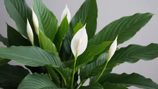 1 щепотка в воду: как стимулировать цветение спатифиллума – достаточно просто поливать этим раствором