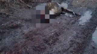 На дороге под Рязанью обнаружили труп лося с оторванной головой