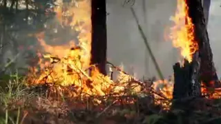 В Коми лесные пожары нанесли ущерб лесному фонду на целых 100 млн рублей