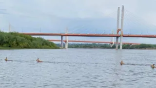 Под Муромом косули устроили заплыв по Оке