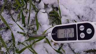 В Чувашии за будущий урожай можно пока не опасаться: 94,3% посевов в порядке