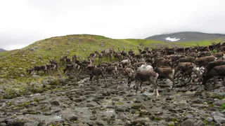 Проект по спасению диких северных оленей в Коми получил президентский грант