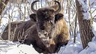 В Брянской области подстрелили двух краснокнижных зубров