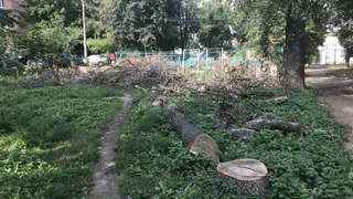 Черт ногу сломает! В сквере Дома офицеров неделями лежат спиленные деревья