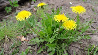 Синоптики предупреждают челябинцев о очередных заморозках