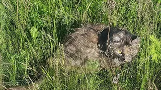 Живодеры? В Касимове обнаружили кошку в полиэтиленовом мешке