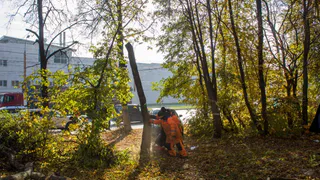 На рязанских улицах валят деревья: 33 уже спилено