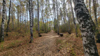 Погода в Челябинской области порадует теплом в последний вторник октября