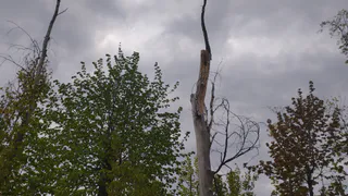 В Пензенской области леса проверят с помощью спутников и беспилотников