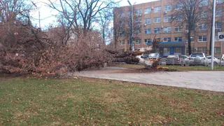 В Рязани устраняют последствия ночной непогоды: коммунальщики вывозят упавшие деревья 