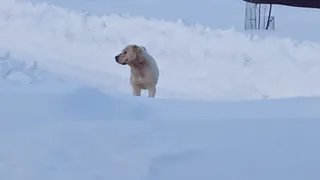 Легко отделался: рыбновец попал в больницу после нападения алабая