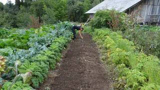 Всего 1 пачка дешёвой крупы осенью и земля как после тонны навоза. Улучшаем плодородие земли, самый бюджетный метод