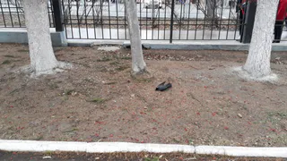 Рязанцы просят возбудить уголовное дело из-за массовой гибели птиц