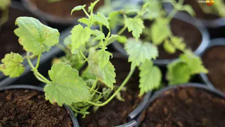 Чувашия делает ставку на инновации в хмелеводстве, стремясь к лидерству в отрасли