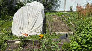 Спасение от слизней найдено: оставили на грядке «вкусность», на утро собрали кучу моллюсков — и никакой «химозы»