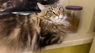 Эти 4 типа людей кошка считает своими, остальные - просто прислуга: проверьте себя