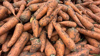 Сажаю весной — ем всю зиму: топ-3 сорта моркови даже для ленивой грядки — сладкие, сочные, без сердцевины, растут даже в полутени