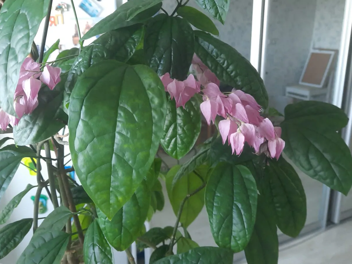 Немедленно уберите этот комнатный цветок из дома: он, вопреки поверьям, приносит только горе и неудачи