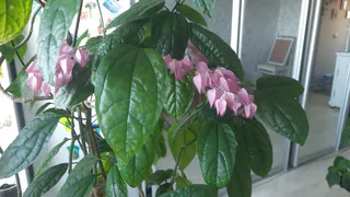 Немедленно уберите этот комнатный цветок из дома: он, вопреки поверьям, приносит только горе и неудачи