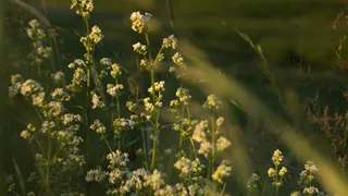 Непогода отступит: 12 июня в Чувашии будет солнечно и жарко