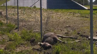 На трассе М-12 во Владимирской области лосиха застряла в заборе и погибла